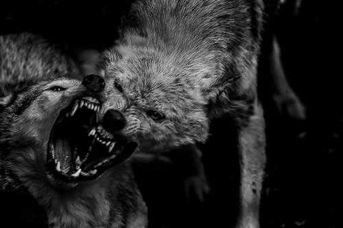 blackwolves